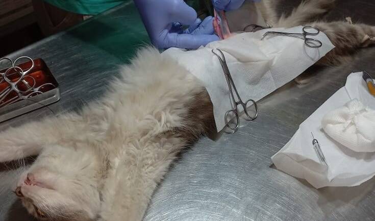 1240 ESTERILIZACIONES PARA ANIMALES DE NUESTRO PUEBLO