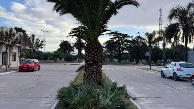 MANTENIMIENTO DE PALMERAS DE AV. ESPINOSA