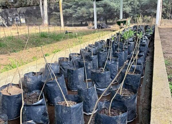 NUESTRO VIVERO MUNICIPAL SUMA ESPECIES