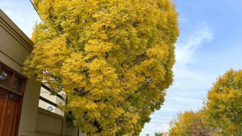 EL OTOÑO YA SE HACE SENTIR EN NUESRO PUEBLO