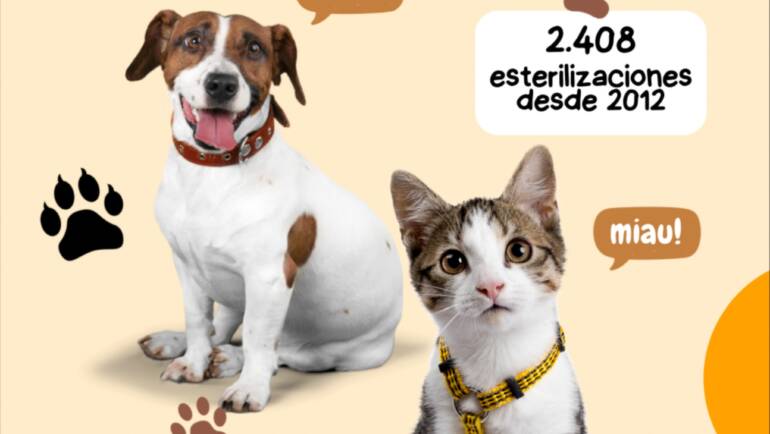 Castraciones y cuidado animal: un compromiso sostenido del Municipio