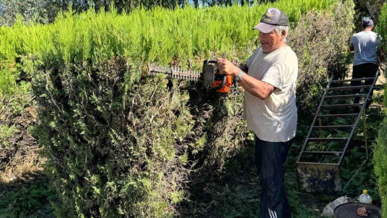TAREAS DE MANTENIMIENTO DE ESPACIOS VERDES