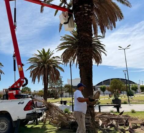 Trabajos de poda y mantenimiento en las palmeras de la Plaza 25 de Mayo