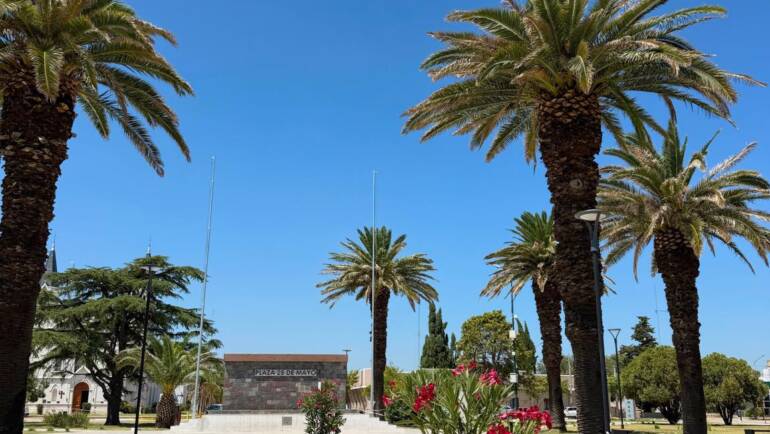 Finalizaron los trabajos de poda en las palmeras de la Plaza 25 de Mayo