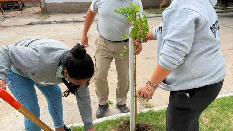 Nuestra Dirección de Ambiente llevó adelante la reforestación de 6 ejemplares de fresnos dorados en el perímetro del Villa Pub