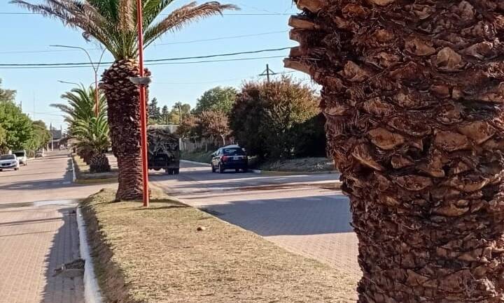 PODA Y MANTENIMIENTO DE NUESTRAS CARACTERÍSTICAS PALMERAS